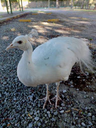 blanco pavo real blanco