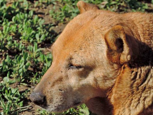 side dog  side view  yellowish brown  nature 