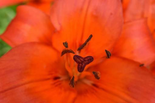 de cerca lirio cerca de pétalos de polen ecología horticultura pistilo planta