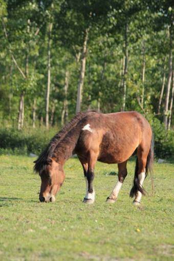 horse pony  horse  forest  grazing  meadow  ?animal? 