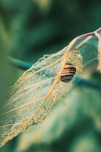 drying snail  close-up  dry season  detail  leaf 