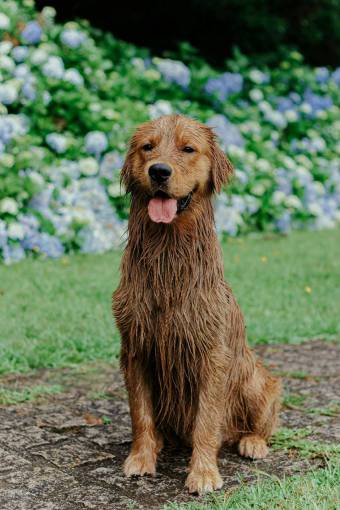 dog Dirty golden dog