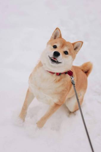 landscape Siberian husky dog ??????in the snow