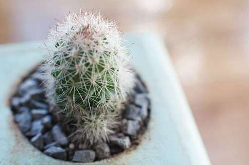 cactus vista macro de mini cactus decorativo