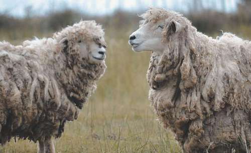 sheep Two Creole wool sheep in the field