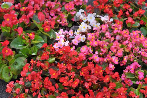 spring backgrounds plant Flowers summer flower nature leaf
