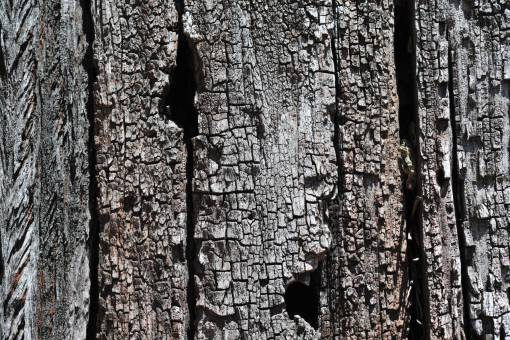 bosques Fondos madera árbol tronco de árbol bosque madera vieja; naturaleza de fondo