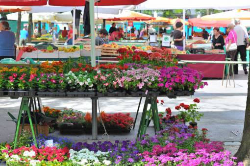 retail multi colored freshness market vendor retail flower shop flower traditional festival