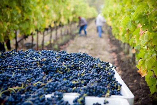 Workers collecting grapes in a vineyard