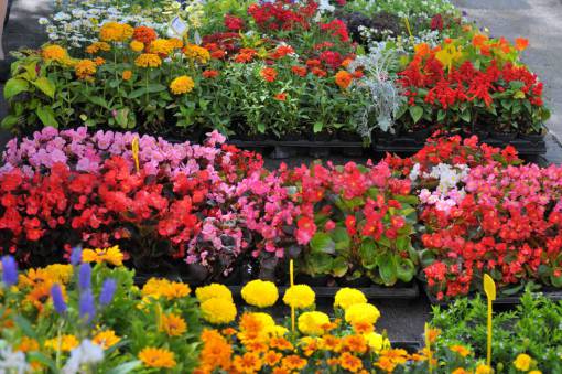 spring plant summer multi colored Flowers flower head nature flower