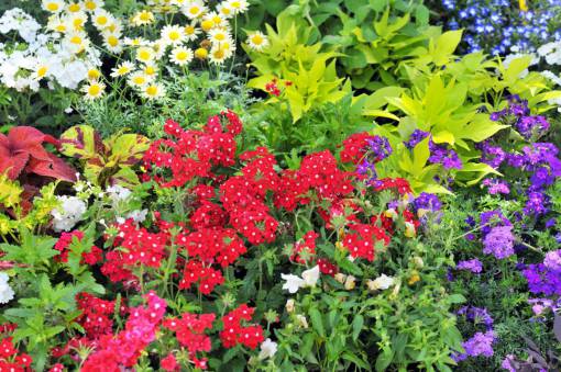 spring summer Flowers multi colored nature plant outdoors flower