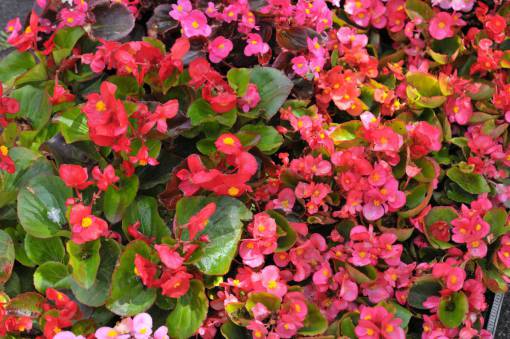 spring summer nature leaf flower backgrounds Flowers plant