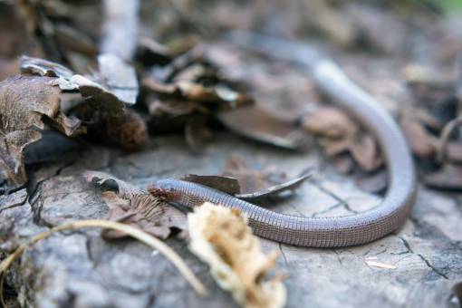 The Iberian worm lizard 