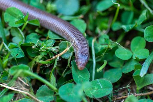 The Iberian worm lizard 