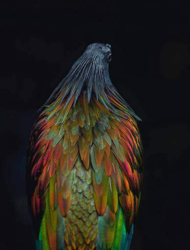 close-up bird;colorful yellow nature animal multi colored feather