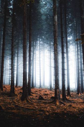 fog landscape forest outdoors autumn forest;fog nature tree