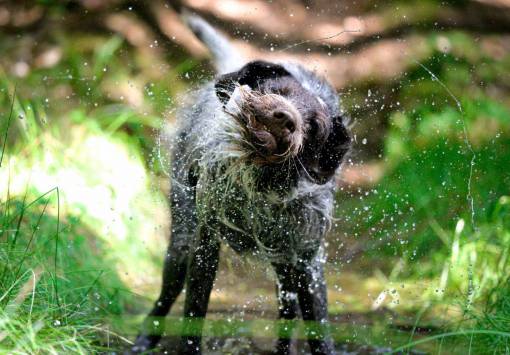canine nature cute animal dog pets outdoors dog;water;bath;outdoors;wet;shaking