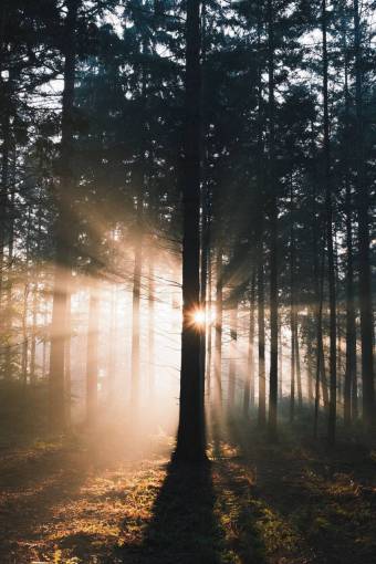 fog outdoors tree forest;fog nature forest sunlight autumn