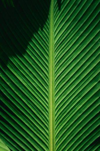 ray palmera;dejar;macro hoja planta primer plano color verde patrón naturaleza