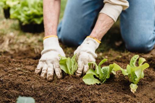 tierra mujer;cosecha;lechuga hombres naturaleza jardinería tierra crecimiento agricultura