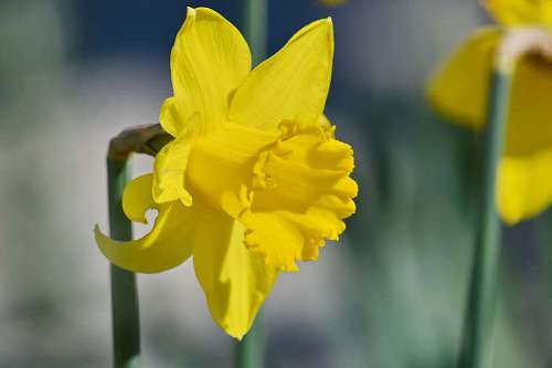 yellowish-gray-plumage-on-the-upper-part-and-white-on-the-bottom-with-a-dark-side-of-the-neck-every-stain blurry daffodil yellowish yellow garden flower plant spring narcissus blossom