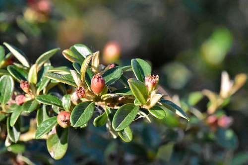 fruit tree leaf plant nature shrub upclose flora branch garden 