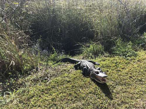 allies grass  alligator  bird  water  nature 