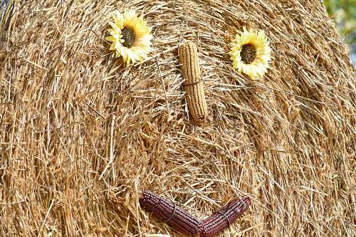 hen hay funny still straw corn decoration face feed morte nature cereal field dekoration gesicht lustig mais getreide feld stroh leben