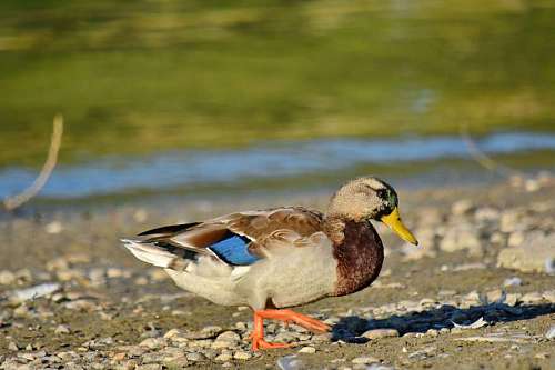 mallard sunrays colorful side waterfowl feather wildlife duck walking bird