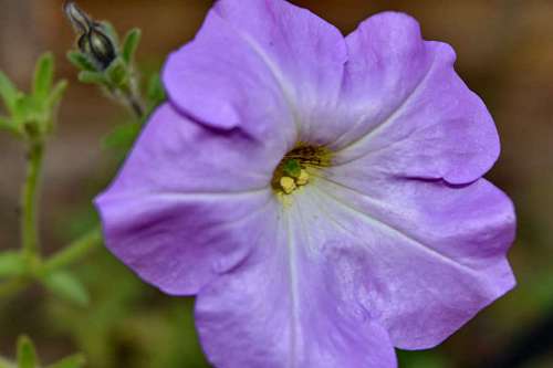 petunia pollen nature purple flora plant flower summer garden