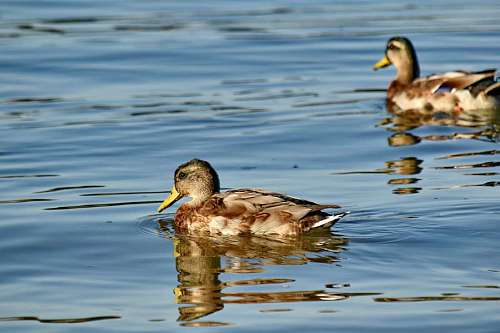 reflection  sunrays  wildlife  water 