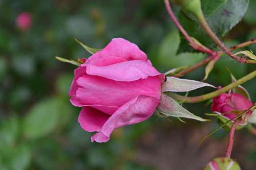 🥇 Image of rose ground roses plant shrub petal leaf nature flower ...