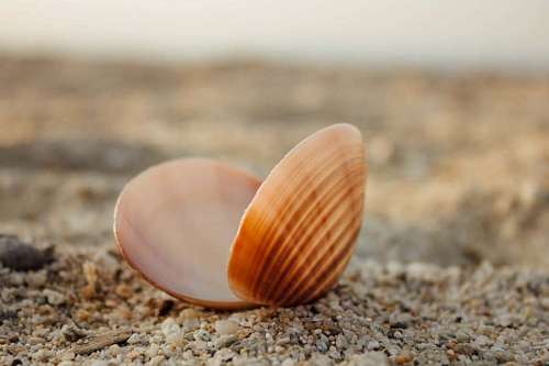 seashell seashell mollusk shell sand ground seashore nature animal summer beach 
