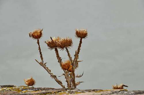 sharp-angles shrub herb outdoors dry season nature sharp flora wild flower