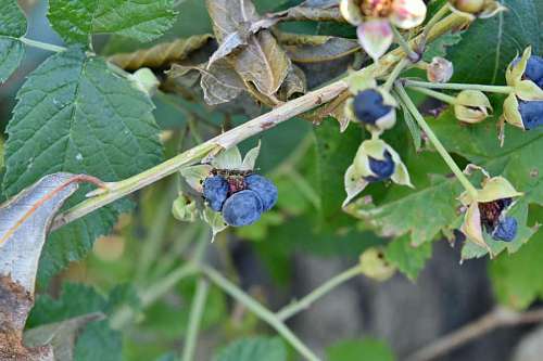 berry-fruit shrub leaf fruit plant nature agriculture flora berry outdoors kb