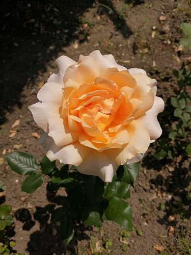 shrub rose yellowish roses plant flower pink petal leaf nature kb