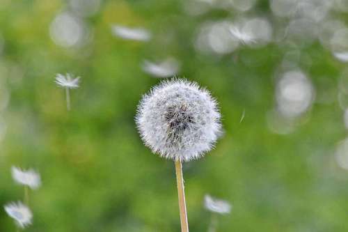 spring sunshine wind grass dandelion plants herb nature flower summer