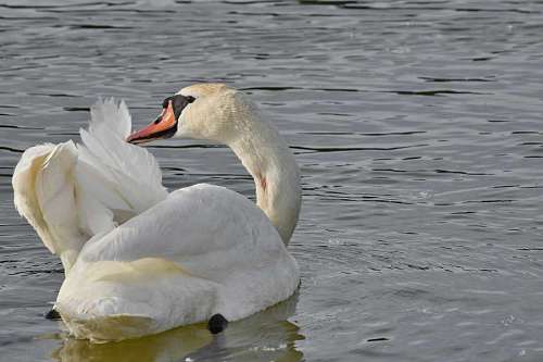 40s swan wings swimming feather bird water lake waterfowl aquatic pool  birds swans
