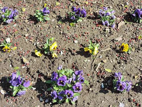 viola viola petunia ground flowers park garden herb soil plant flower
