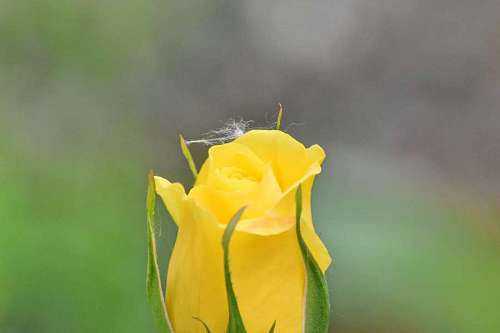 38 yellow  flower  spring  plant  petal  garden 