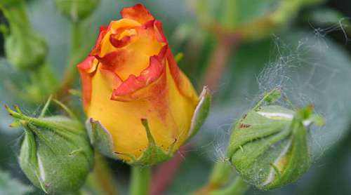 yellow rose roses flower bud leaf plant garden nature  flowers