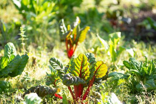 comidas Plantación de acelgas moradas en huerto urbano