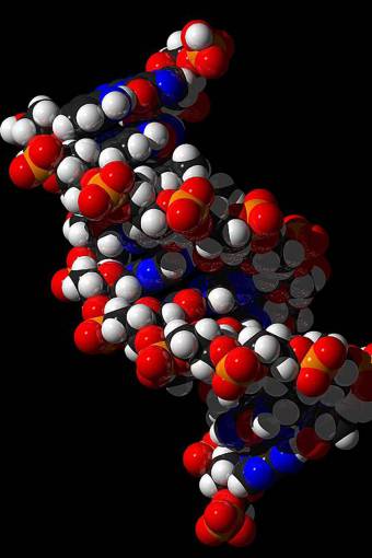 pair DNA structure