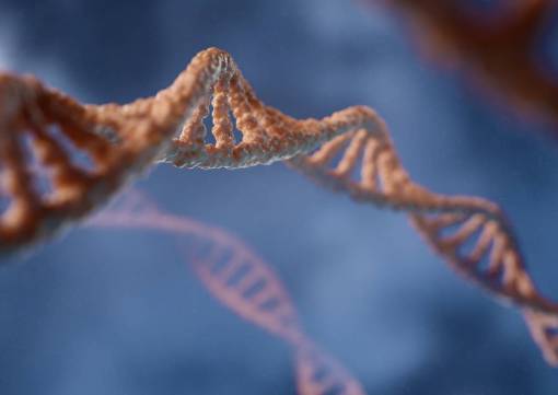 pair DNA structure