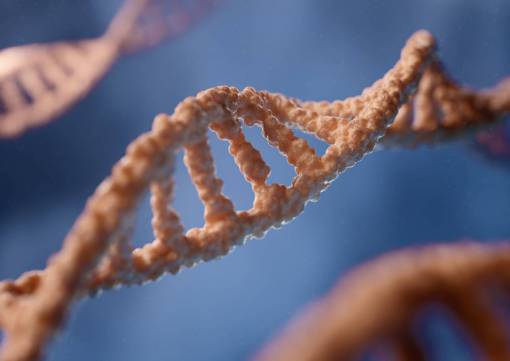pair DNA structure