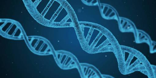 pair DNA structure