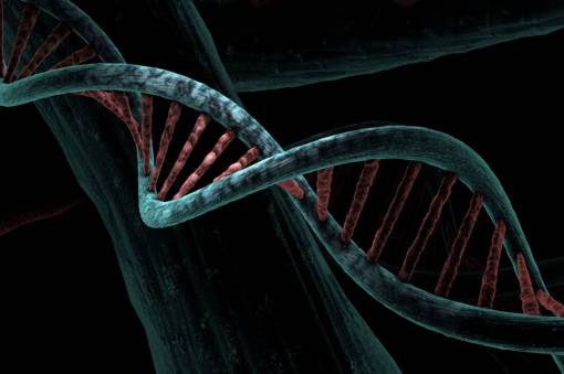 model DNA structure