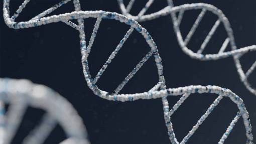 model DNA structure
