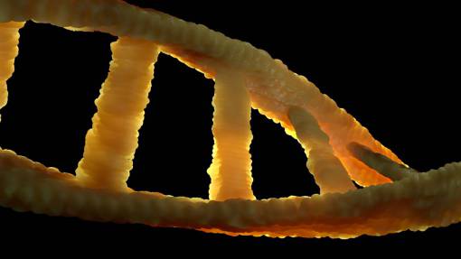 model DNA structure