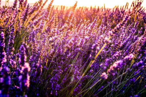 cielos Campo de flores de lavanda